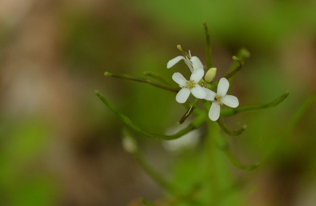 Flowers at Highbanks State Park, April 2012 - close up