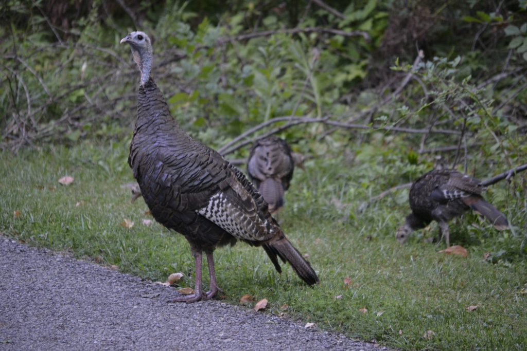 Wild Turkey and Chicks