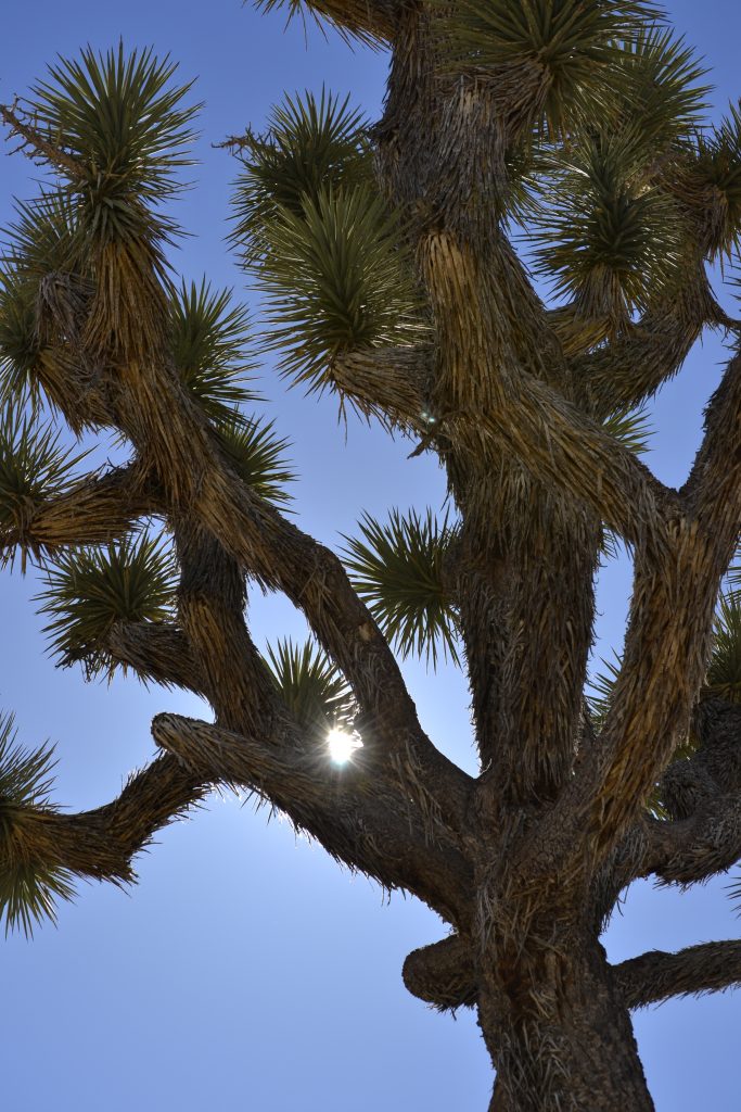 1 Light behind Tree, JTSP