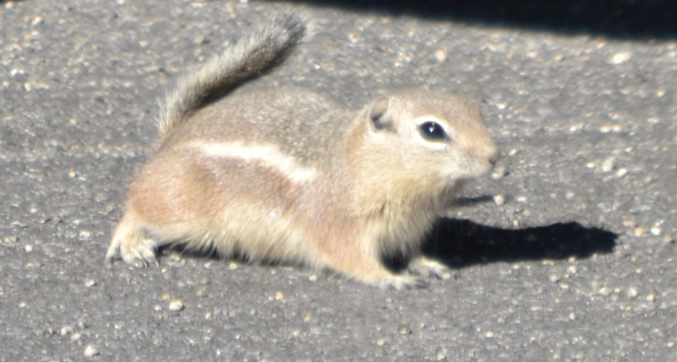 15 Chipmunk at the Park