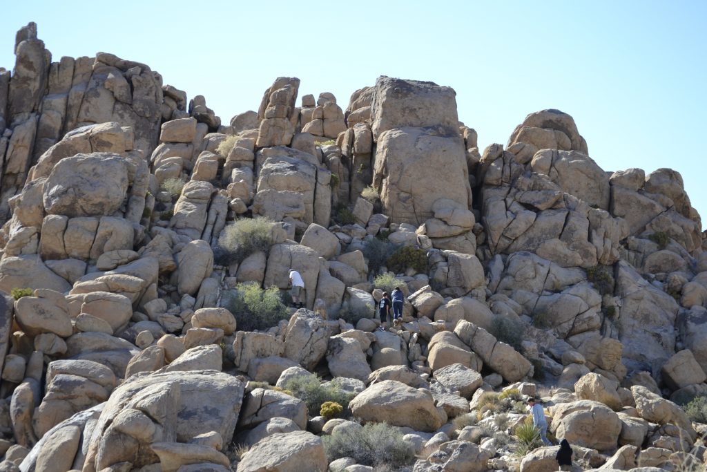 5 Joshua Tree State Park Activities