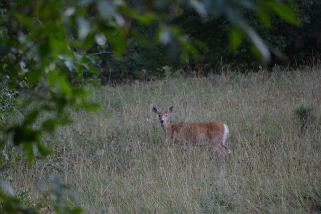 DSC_0241